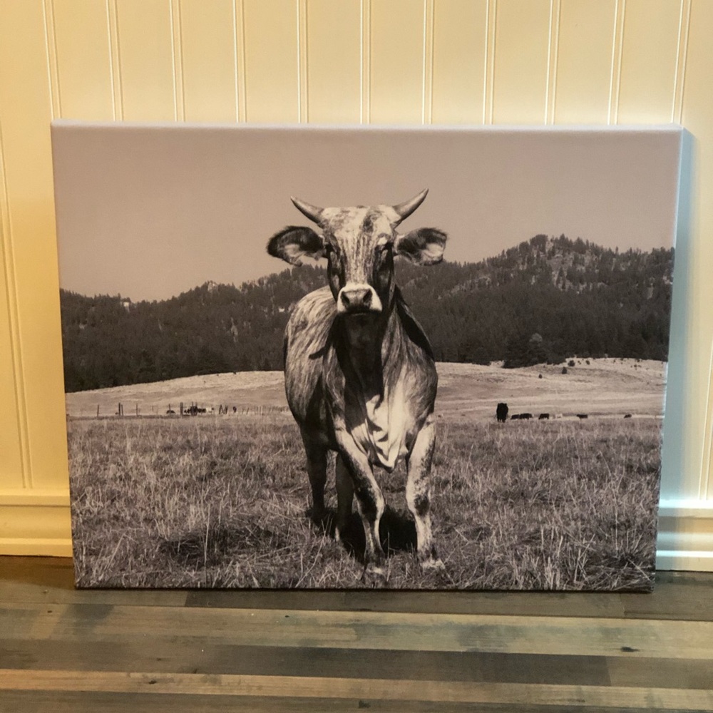 Heifer Picture